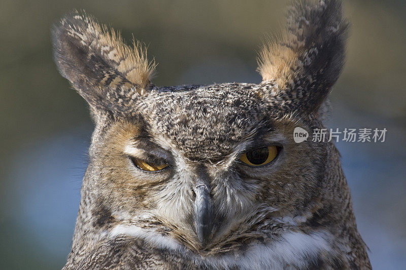 大角鸮(Bubo virginianus)眨眼